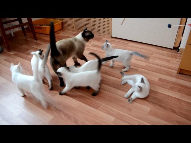 Как тайские котята встречают папу кота Оскара! Тайские кошки - это чудо! Funny Cats