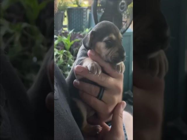 Precious Puppy Howls for the First Time
