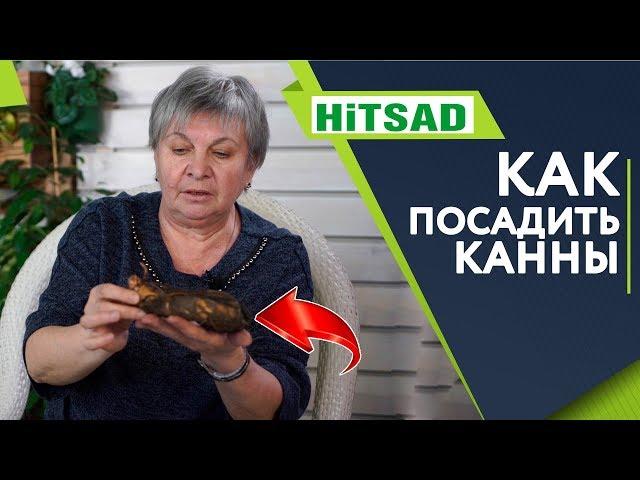 Как ПРАВИЛЬНО Посадить Канны  ПРАВИЛЬНЫЙ Уход  Цветоводство с Хитсад ТВ