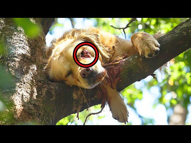 DYING DOG HANGING FROM TREE BEGGED FOR HELP, THEN RESCUER DISCOVERED THIS & EVERYONE BROKE DOWN!