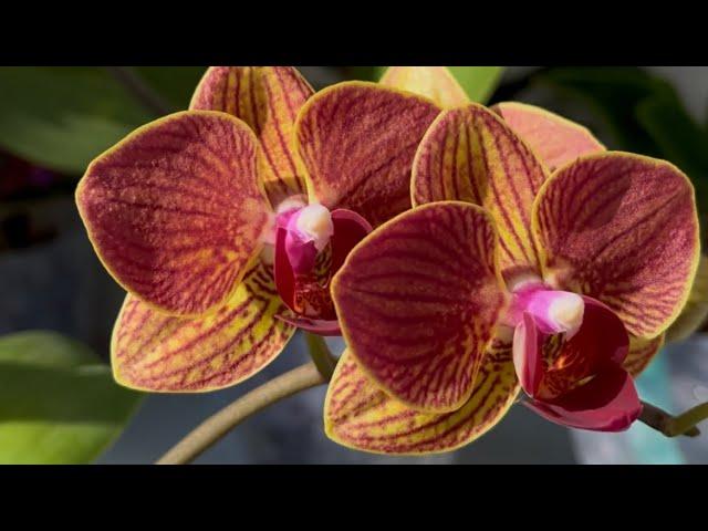How to achieve LUSIVE flowering of orchids at home?