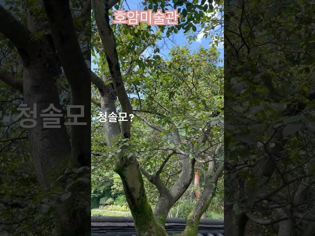 희원걷기 전통정원 한국호암미술관 에버랜드미술관 유료미술관 용인미술관