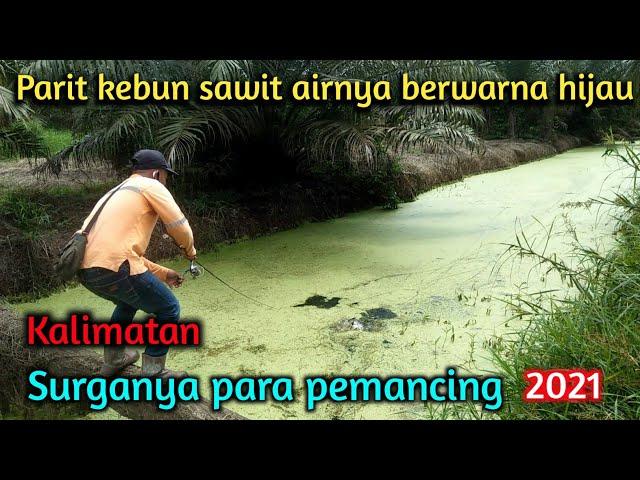 Mancing di Surganya Para Pemancing || Parit Kebun Sawit Kalimantan  2021