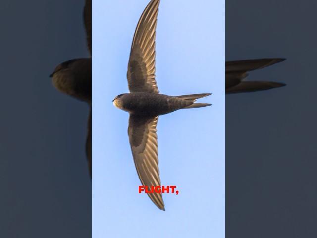 the Common Swift 10 Months Without Landing #shorts