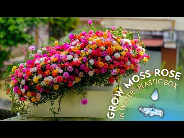 Grow Moss Rose (Portulaca) in water with plastic box - without soil, blossom beautifully