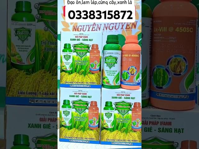 #Xanh gié_Sáng hạt#ifarm giúp đặc trị Đạo ôn lá,sụp mặt,lép vàng ,lép đen,bổ sung Kẽm giúp cứng cây