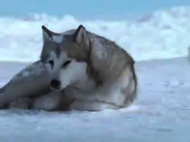 Enigma Era Gregorian   Moment Of Peace1