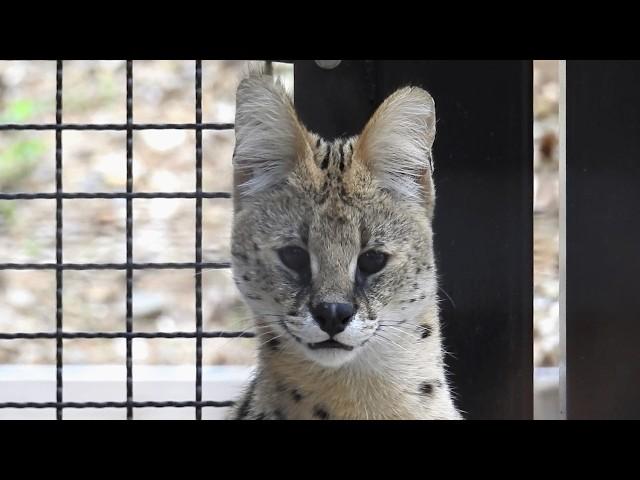 Serval