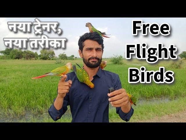 Free Flight Exotic Birds | Free fly Sun Conure, Yellow Sided Conure | Bird Trainer in Ahmedabad