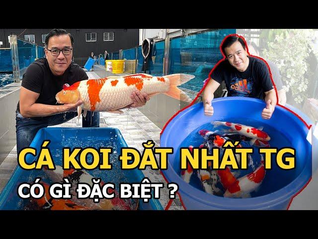 Cá Koi đắt nhất thế giới giá ngang căn biệt thự có gì đặc biệt?