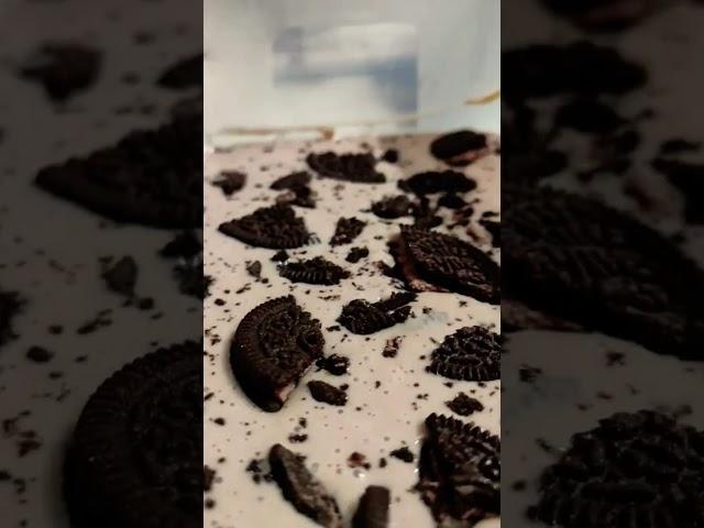 Beer song# Oreo Biscuits chocolate icecream  #yt shorts#youtube#trending video