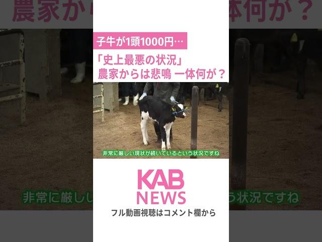 子牛が1頭1000円… 「史上最悪の状況」農家は悲鳴 一体何が？