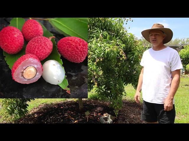 Our Backyard Lychee Trees - Yard Tour 2019 - Sarasota, Florida