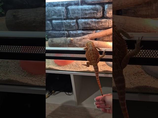 Бородатая агама #агама #бородатаяагама #reptiles #beardeddragon #топ #pets #ящерица