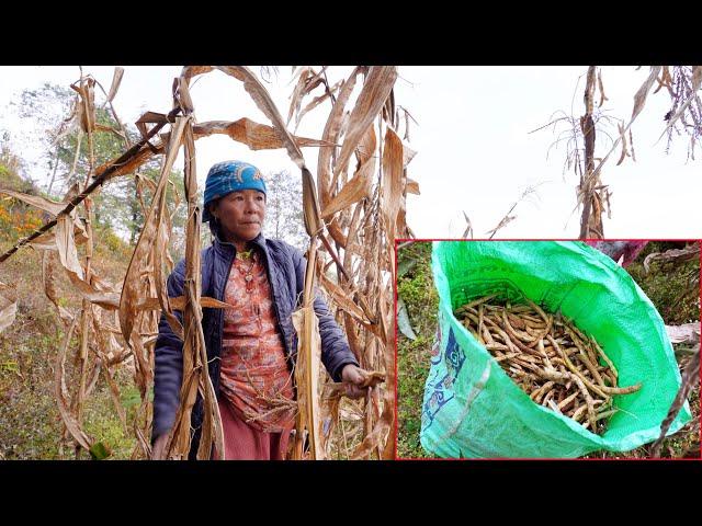 jungle man's wife taking beans from the far field in the village || village beans harvesting ||