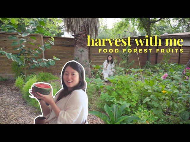 what you can harvest from a 6 month old food forest