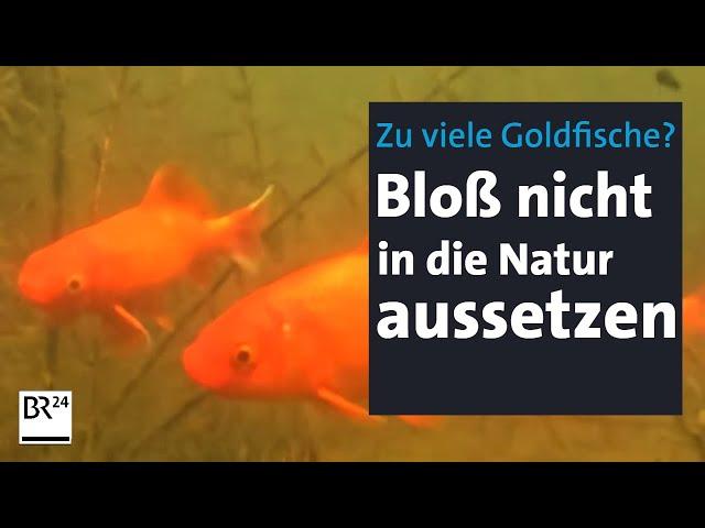 Wenn Goldfische zur Plage werden | Abendschau | BR24