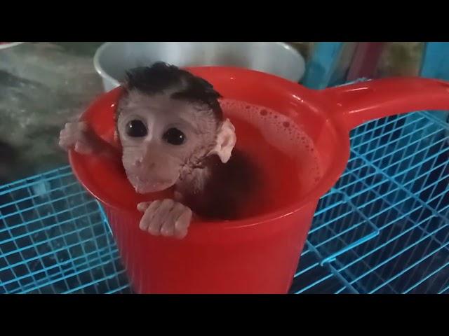 baby monkey soaking in the water ladle