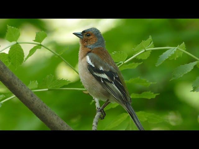 Common chaffinch song. AllVideo.