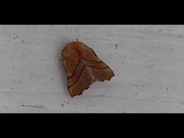 forest tent caterpillar moth  malacosoma disstria