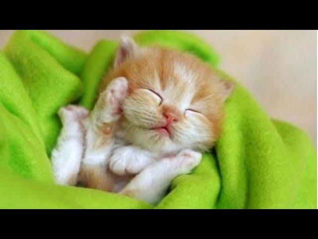 BABY ANIMALS - Funny And Cute Baby Animals For Kids And Adults To Watch Compilation | NEW