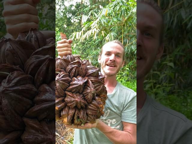 Nipa Palm Fruit