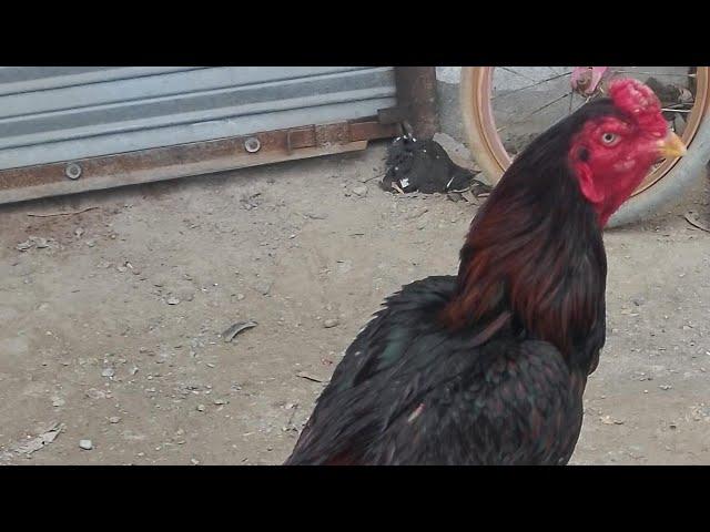 Hi Quality  Fighter Aseal  Breeder Beautiful color Cheema Pets Setup