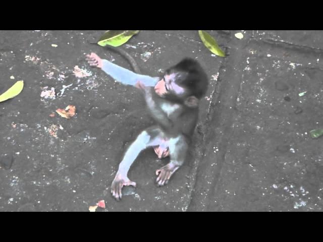 Baby Monkey Love ( 2 monkeys hugging )