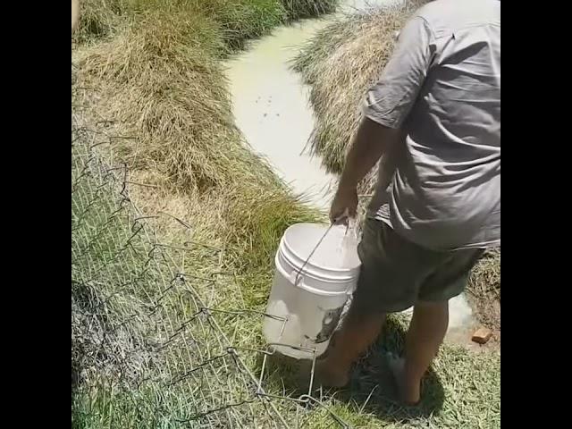 Huge Hidden Saltwater Crocodile #crocodile #attack #fishing #australia #fish