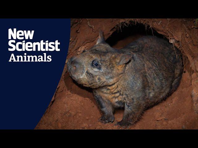 Watch a rare interaction between a wombat and an echidna