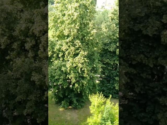 липа цветёт