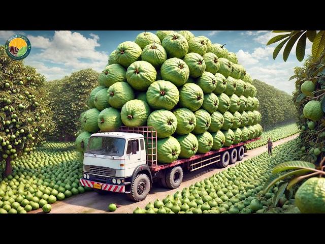 How Chinese Farmers Harvest Millions of Guavas: Organic Cultivation Technology | Farming Documentary