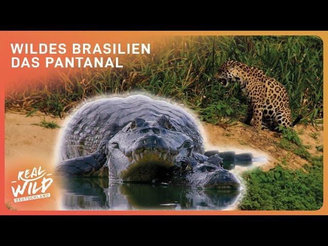 Tierdoku: Fressen oder gefressen werden in Brasilien | Real Wild Deutschland