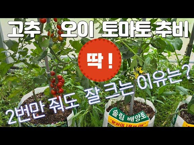 고추 오이 토마토 추비줄 때는 딱 3가지만 기억하세요!