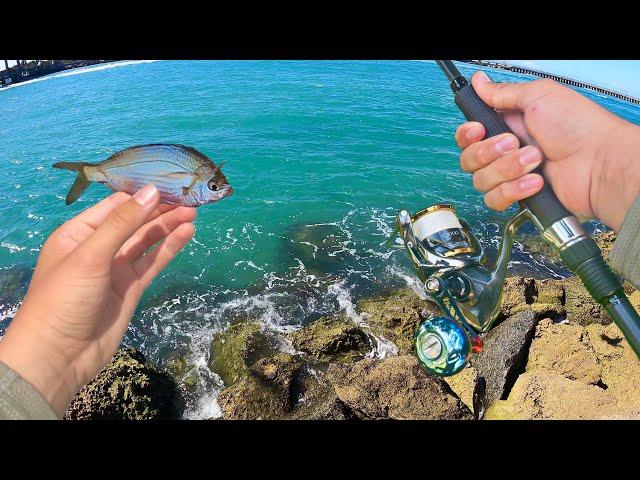 Snook Fishing with LIVE BAIT (Every Cast)