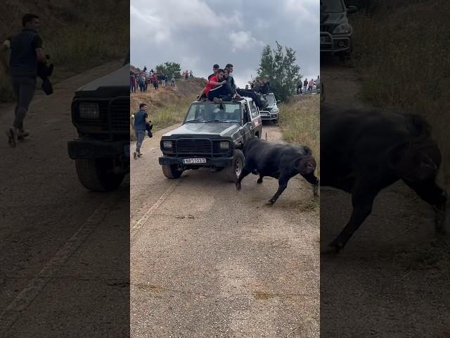 Toro de Partido de resina en el campo no tiene piedad con el coche… Hita!! ️