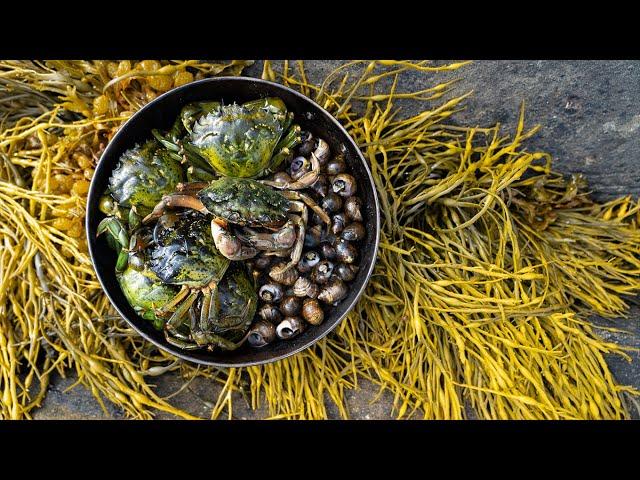 Coastal Foraging for Canada's Problem | Catch N Cook Island Camping