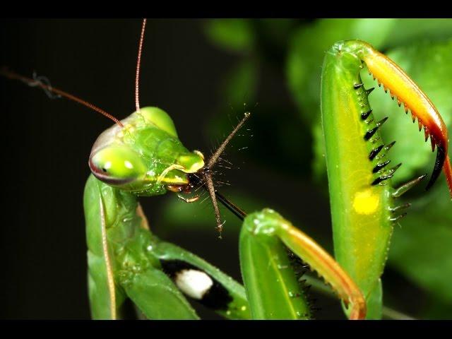 Arthropod Predators---Nature's Defenders  (Short)