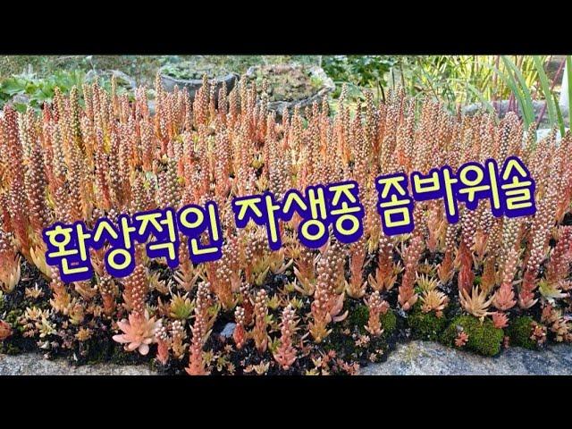 환상적인 자생종 좀바위솔/  제천 풀꽃뜨락 야생화에서 ~~