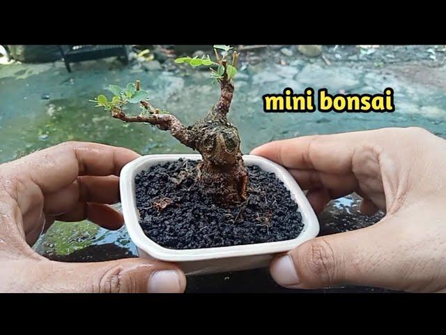 bonsai ileng ileng/mangsian mini