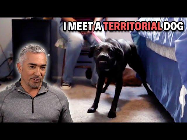 Greyhound Labrador Mix At Risk Of Being Put Down | Cesar 911 Season 4, Ep. 2 - Part 1