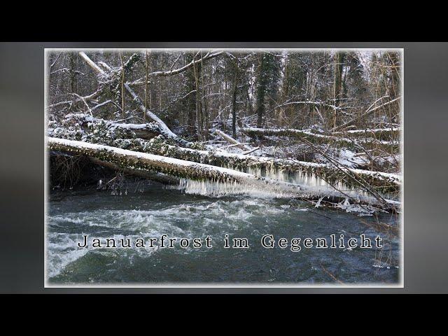 Januarfrost im Gegenlicht