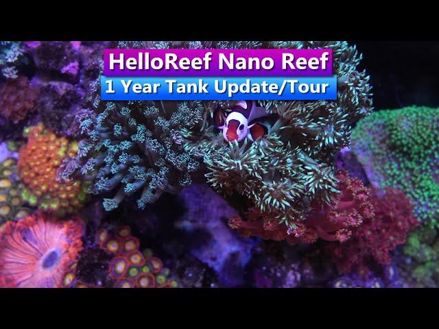 Hello Reef - Nano Reef - 1 Year Update & Tank Tour