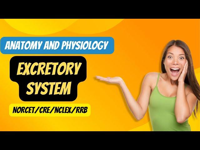 EXCRETORY SYSTEM #anatomy and Physiology #kidneyanatomy #nclexstudyguide