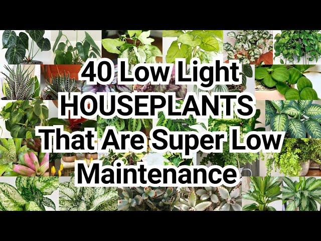 40 BEST LOW LIGHT INDOOR HOUSEPLANTS