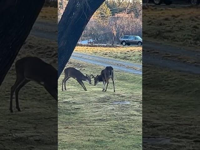 Two bucks fighting in Maine. #deer