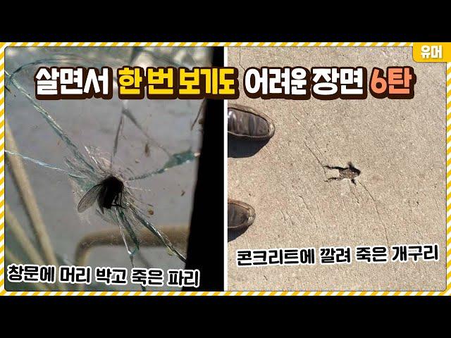 살면서 한 번 보기도 어려운 신기한 장면들 6탄