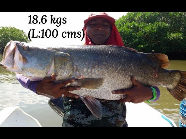 Fishing in Sri Lanka (18.6 Kg Barramundi)