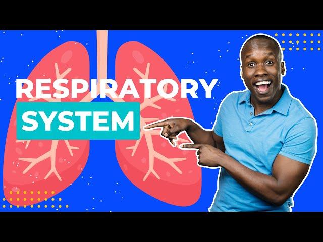 A Respiratory System Overview - How We Breathe