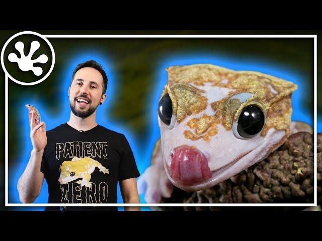 About Patient Zero, The World's Famous Crested Gecko